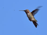 Hummer2.jpg