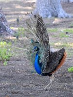 Peacock5.jpg