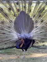 Peacock9.jpg
