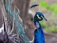 Peacock4.jpg
