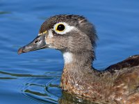 WoodDuck11.jpg