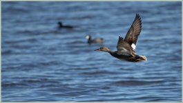 female mallard BIF DSC_4169 -1.jpg
