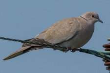 DSC_2151-2.jpg