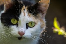 DSC_2202.jpg