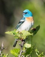 Lazuli Bunting-116.jpg