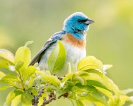Lazuli Bunting-112.jpg