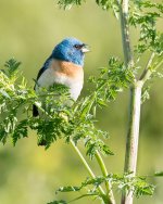 Lazuli Bunting-113.jpg