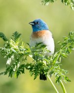 Lazuli Bunting-114.jpg