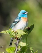Lazuli Bunting-115.jpg
