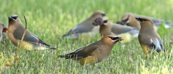 Cedar Waxwings Crab Apple Tree -0028-DSC_4458 -1.jpg