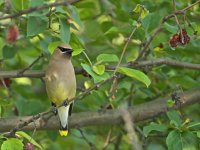 Cedar Waxwings Crab Apple Tree -0039-DSC_4490 -1.jpg