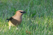 DSC_4467+Cedar Waxwings Crab Apple Tree -0008.jpg
