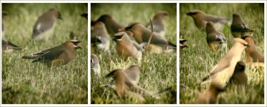 Niked Cedar Waxwings Crab Apple Tree -0024-DSC_4453 -2.jpg