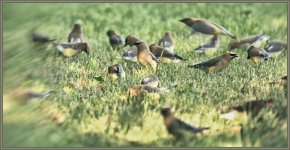 niked Cedar Waxwings Crab Apple Tree -0025-DSC_4454 -1.jpg