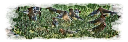 niked Cedar Waxwings Crab Apple Tree -0026-DSC_4456 -1.jpg