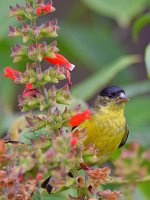 Goldfinch2.jpg