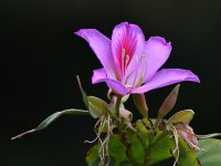 BlueFlower.jpg