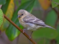 Goldfinch4.jpg