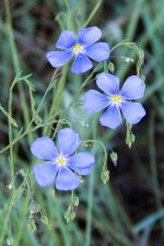 Blue Flower-100.jpg