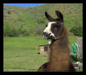 Llama in Lost Creek Canyon 6-5-2016.jpg