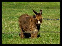Small Donkey #2  6-5-2016.jpg