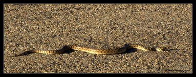 Great Basin Gopher Snake  6-5-2016.jpg