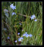 Blue Wildflowers  6-5-2016.jpg