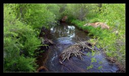 Broken Beaver Dam Lost Creek  6-5-2016.jpg