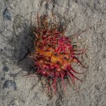 walk-around-sunday_2.jpg