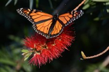DSC_3110.jpg
