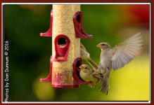 Evening Bird Watching-8381-Edit.jpg