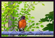 Robin on a Fence 6-5-2016.jpg