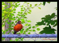 Robin on a Fence 6-5-2016.jpg