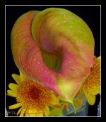 Calla Lily Close Up  6-5-2016.jpg