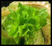 Celery  6-5-2016.jpg