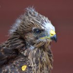Hawk4.jpg