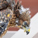 Hawk2.jpg