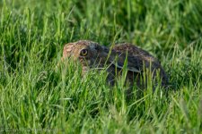 DSC_2555.jpg