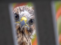 Hawk.jpg