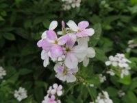 DSCN9921.jpg