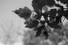 DSC_4038.jpg