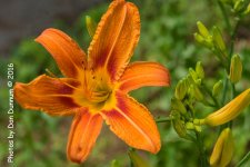 20160607-8452.jpg