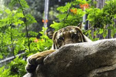 TigerStareSDZ.jpg