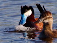 DSC_4797+Jesse Lake TC Birding-0015.jpg