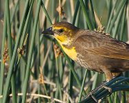 DSC_4955+Jesse Lake TC Birding-0035.jpg