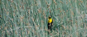 DSC_4719+Jesse Lake TC Birding-0008+Jesse Lake TC Birding-0165.jpg