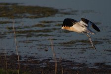 DSC_5270+Jesse Lake TC Birding-0099.jpg