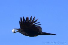 5-15-16-cr__D7K3489.jpg