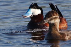 DSC_4798+Ruddy no pp 90 Jesse Lake TC Birding-0001.jpg