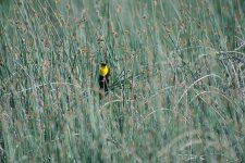 DSC_4719+Yellowhead n0 pp Jesse Lake TC Birding-0001.jpg